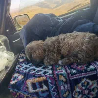 سگ خانگی خارجی|سگ|نالوس, |دیوار