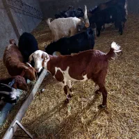 بز و بزغاله