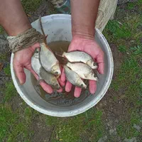 کپور مجارستانی