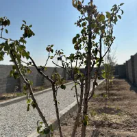 باغچه چسب بافت|فروش زمین و ملک کلنگی|اسلامشهر, شهرک محمدیه|دیوار