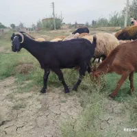 بزچاق جوان