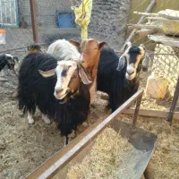 ۳عددبزماده بفروش میرسد