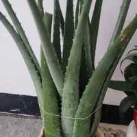 گل هایه زیبا|گل و گیاه طبیعی|جوانرود, |دیوار