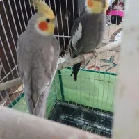 پرندگان