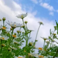 کار ترجمه، پاورپوینت و متن همراه برای ارائه و...