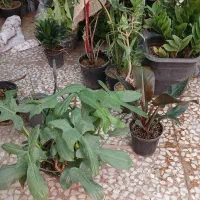 تاحالا از گلخانه افرا خرید داشتین