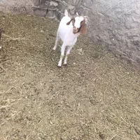 کره ماده چاق کیلویی 600