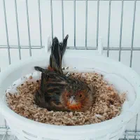 جفت قناری سوخته سرخ اورجینال