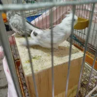 یه جفت هلندی