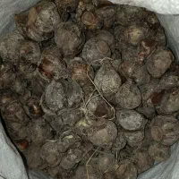 پیاز گل نرگس تضمینی