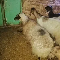 گوسفند ابست