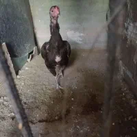 ماکیان مرغ|حیوانات مزرعه|سراوان, |دیوار