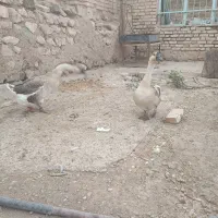 یه جفت قوغاز|حیوانات مزرعه|قزوین, |دیوار