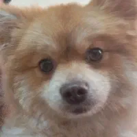 سلام سگ پامرخرسی نر  به علت جابجایی دارم میفروشم