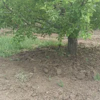 باغ زنی،دور درخت شخمزن رتیواتور تیلر|خدمات باغبانی و درختکاری|نقده, |دیوار