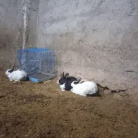 خرگوش|موش و خرگوش|قوچان, |دیوار