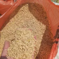 کشت دوم برنج طارم هاشمی اعلاء|خوردنی و آشامیدنی|سرخرود, |دیوار