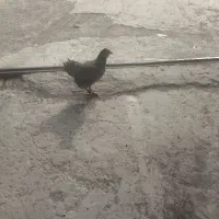 مرغ رسمی تخمگذار