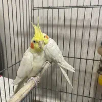 یک جفت عروس هلندی آواز خون