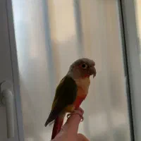 گرینچیک دستی|پرنده|مشهد, خرمشهر|دیوار