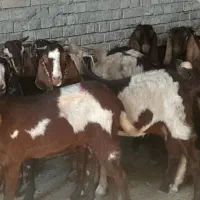 ۱۲ بز نجدی ابستن شرتی همه|حیوانات مزرعه|اهواز, شهرک دانشگاه|دیوار