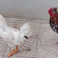 خروس گلین|حیوانات مزرعه|سنندج, |دیوار