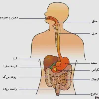 متخصص گوارش و معده