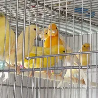 سهره قناری