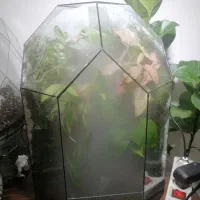 پالاداریوم طبیعی