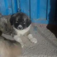 توله سگ