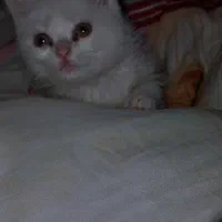 توله گربه پرشین نر