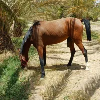 اسب نریان ۳ساله