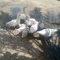 غاز سفید خوشکل