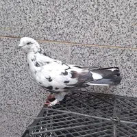 کفتر پرشی جوجه گرو|پرنده|قم, هفت تیر|دیوار