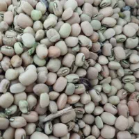 لوبیا آشی کیلویی 120