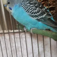 مرغ عشق انگلیسی نر