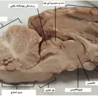 آزمایشگاهی