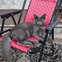 راشن بلو اصیل|گربه|قم, نیروگاه|دیوار