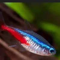 ماهی گیاه خوار|ماهی|یزد, |دیوار