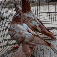 فروش ۳۰ عدد کبوتر پرش بالا در همه رنگ|پرنده|ارومیه, |دیوار