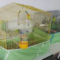 پرنده های مولد