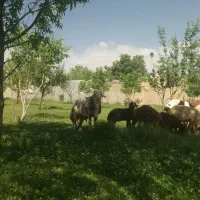 قوچ|حیوانات مزرعه|نهاوند, |دیوار