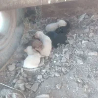 توله پاکوتا