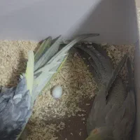 عروس هلندی نر وماده