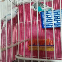 ساعت مچی ویک جفت مرغ عشق انگیلیسی طوطی قناری|ساعت|مشهد, ایثار|دیوار