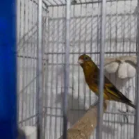 دهن سرخ هست