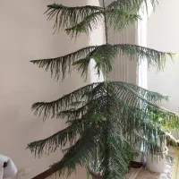 درخت کاج متبق زینتی قیمت ۵۰۰۰۰۰۰تومان