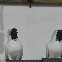 کفتر پرستویی|پرنده|سربیشه, |دیوار