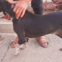 توله سگ دنبالانی حرفی واکسن خورده