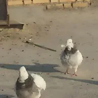 10 جفت طوقی|پرنده|باغ ملک, |دیوار